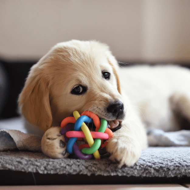 Arrivée d'un chiot/chien